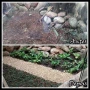 Foto 1:  Projeto Verde Jardinagem